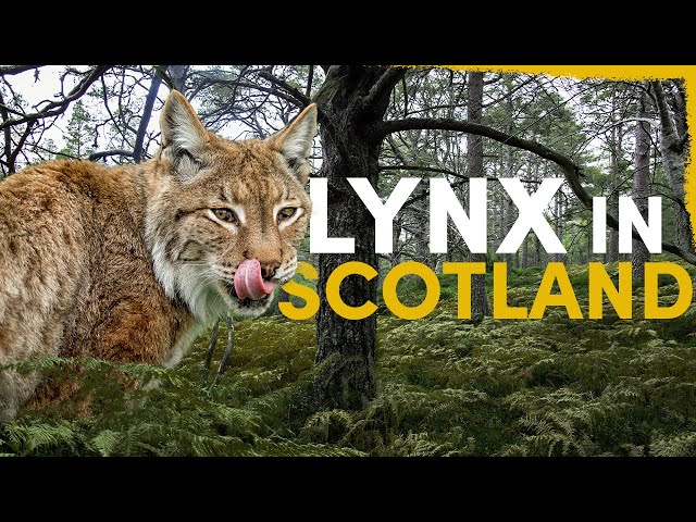 The Lynx went EXTINCT - here’s how it could return