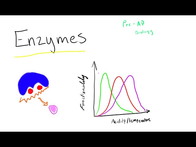 Enzymes - An Introduction to Biology