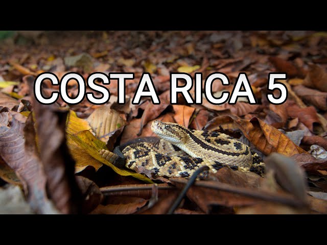 Behind the scenes - herping Costa Rica 5, rattlesnake rescue, bushmaster surgery