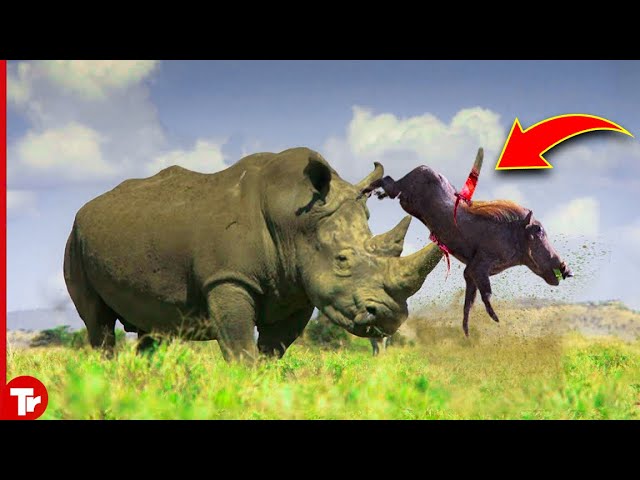 10 Animals Messed with The Wrong Opponent