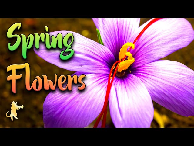 Beautiful Spring Flowers Blooming 🌷😻 Colorful Nature Scenery & Relaxing Music for Stress Relief