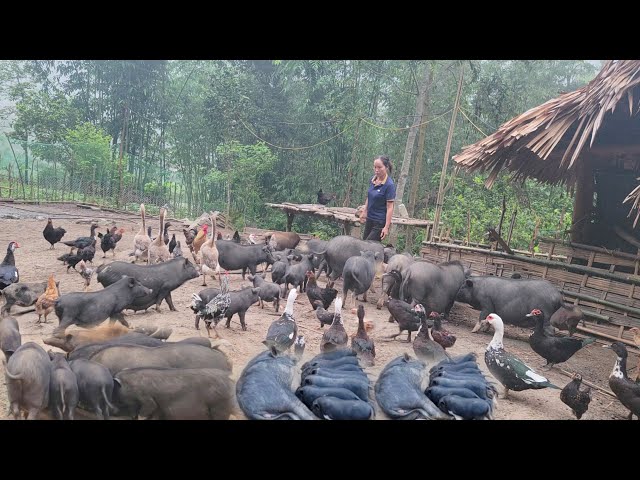 Raising wild pigs, cooking bran for the pigs, taking care of the farm, and feeding the pigs
