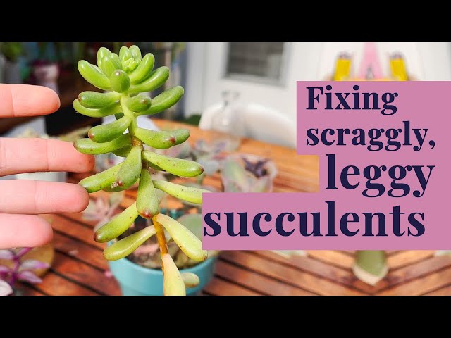Leggy Succulent Rescue! - Repotting a long Kalanchoe and Sedum