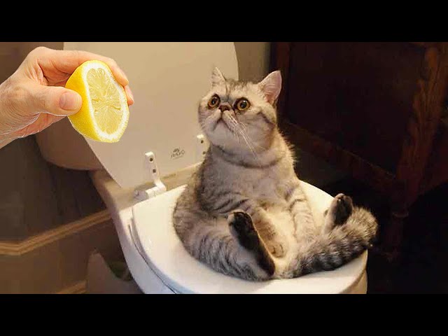 Funniest Animals 🤩 New Funny Cats and Dogs Videos 😺🐶 Part 13