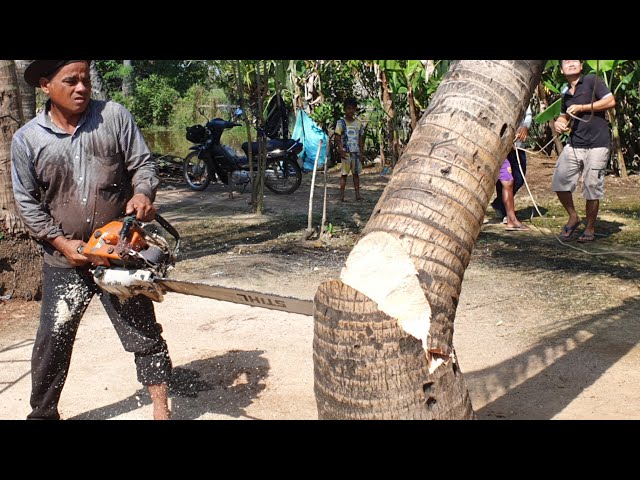 Coconut Tree Felling Skills With Chainsaw Stihl MS070 Wood Cutting Machine