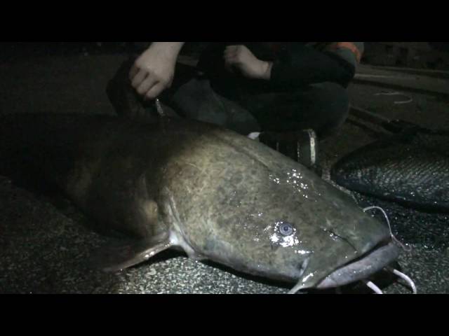 Huge Flathead Catfish from the Schuylkill - River Monster ;D