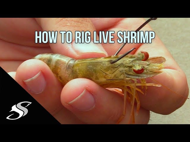 How to Rig Live Shrimp for Fishing - Most Effective Technique!