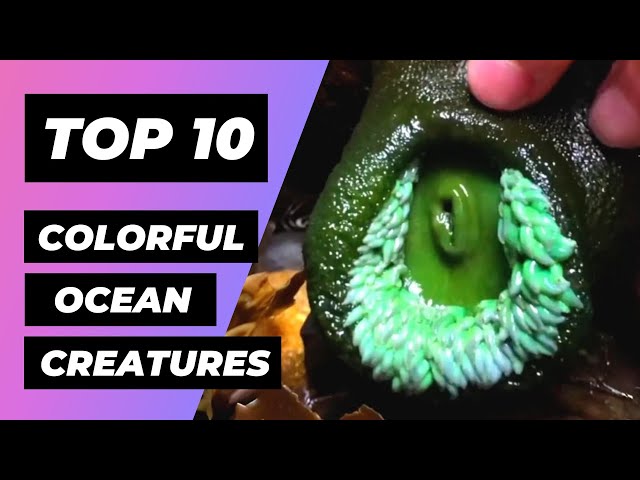 Top 10 Most COLORFUL Ocean Creatures | 1 Minute Animals