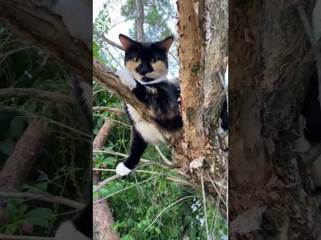 4K60 @ Xena and Meeka ruling the best tree in the cat enclosure