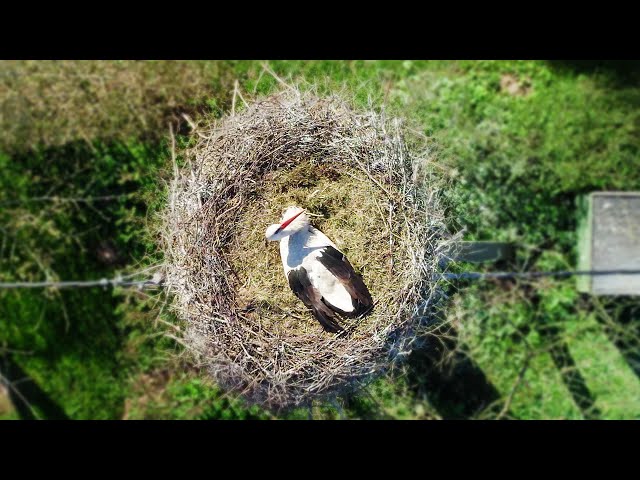 Stork in the Nest // DJI Air 2S 4K Sample Footage