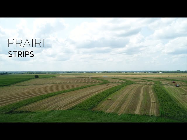 Prairie Strips - Bringing Back the Edges