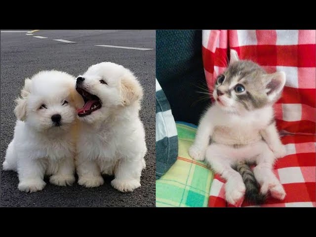 Cute baby animals Videos Compilation cute moment of the animals Soo Cute! #44
