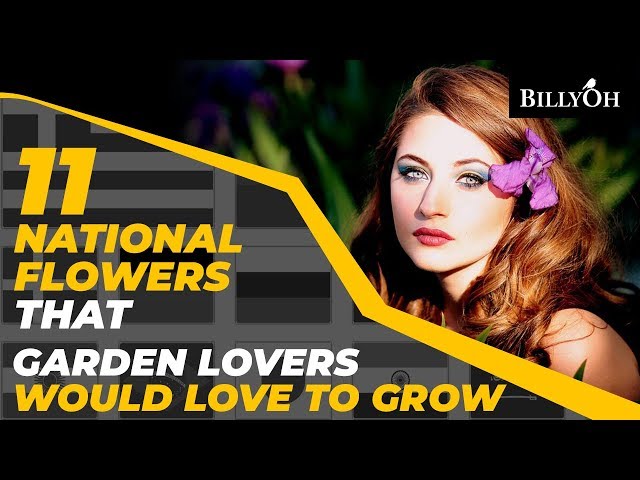 11 National Flowers Garden Lovers Would Love to Grow - Fun Gardening Facts From Around The World