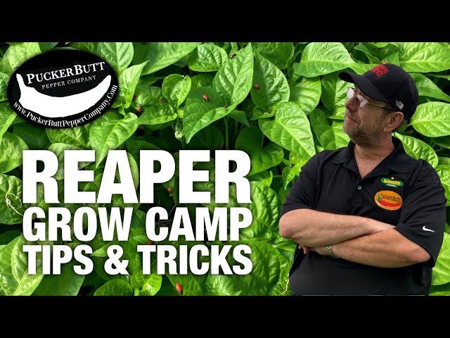 Tips & Tricks For Growing Carolina Reapers | Ed Currie