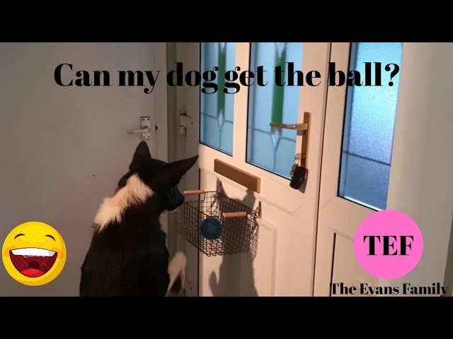 Funny Clip - Can my dog get the ball out of basket?