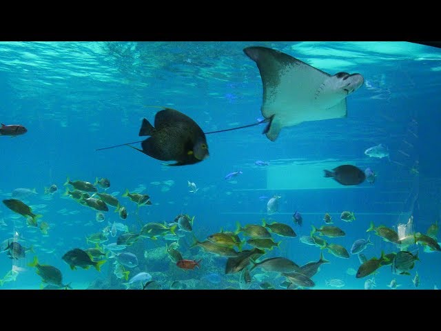 Aquarium Encounters - Marathon, Florida Keys