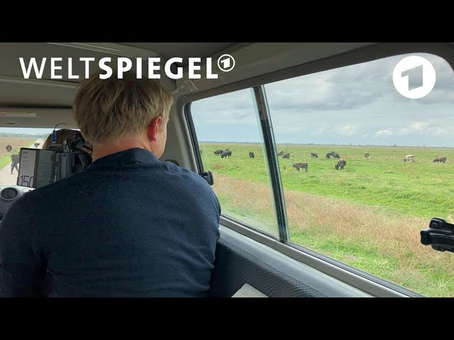 Hungersnot bei Wildtieren im niederländischen Naturschutzgebiet