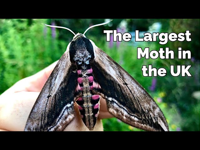 Privet Hawk Moth - The Largest Moth in the UK & How to Attract them to Your Garden - 4K