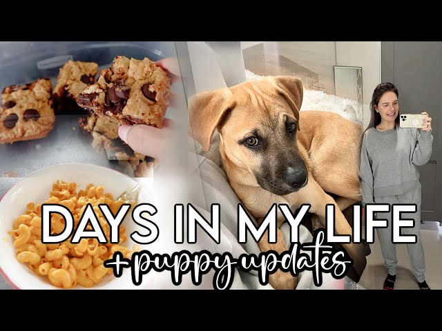VLOG: puppy updates, some nerves, diet changes, target trip + MORE!