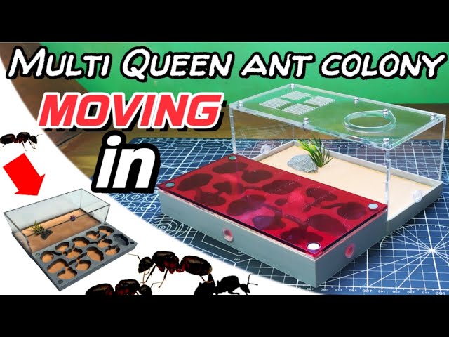 Ant farm villa Unboxing and review | D colony