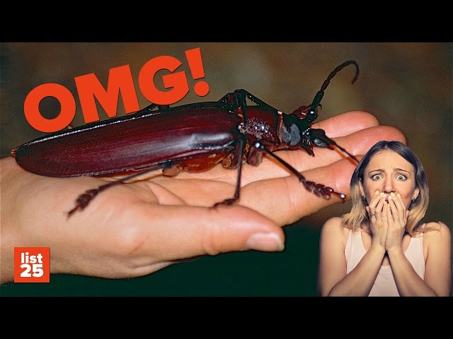 25 BIGGEST Bugs That Will FREAK You Out