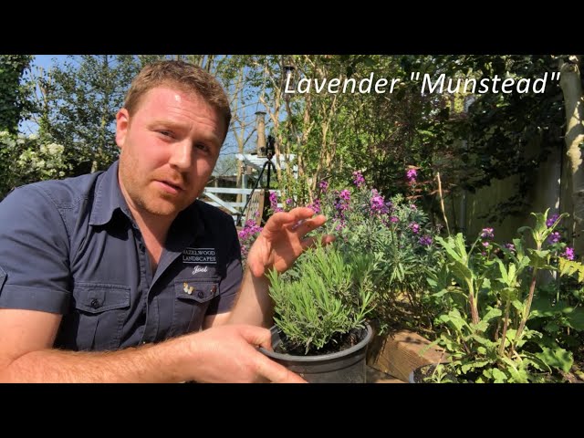 How to Attract More Wildlife into your Garden - Nectar Borders - Episode 1