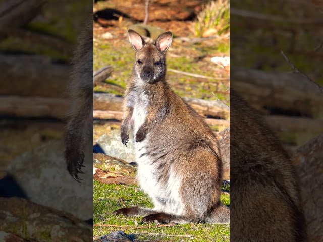Kangaroo Is listening - Australian animal icon