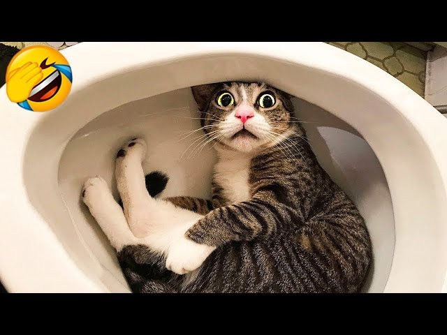 New Funniest Cats and Dogs 🐱🐶TRY NOT TO LAUGH PT.7