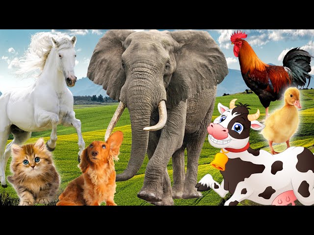 Funny animal sounds: Elephant, cow, chicken, horse, duck, dog, cat - Part 4