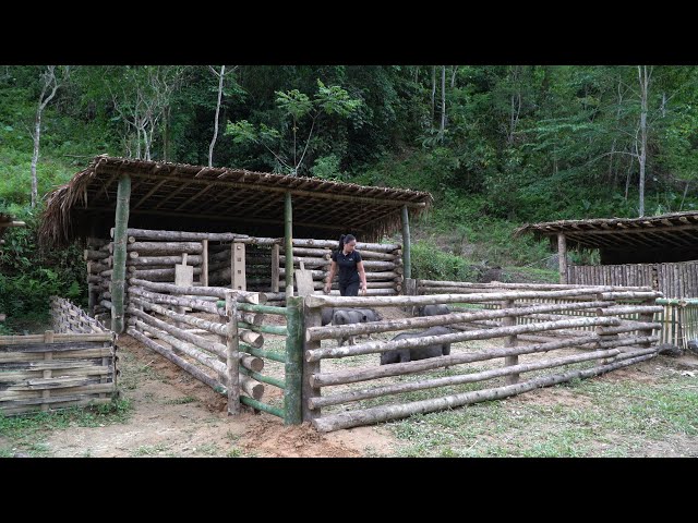 How to build a Wood Fence and Bamboo for Pigs, Chicken | Building Life