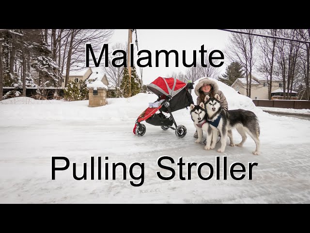 Our Alaskan Malamute puppies pulling our baby Anthony in the stroller