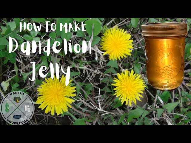 Dandelion Jelly | Useful Knowledge