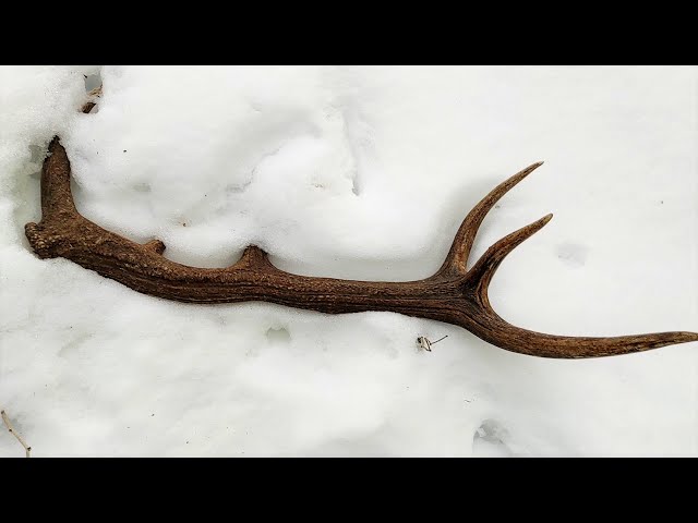 Zrzuty jelenia, piekna tyka w sniegu / Nice red stag antler in the snow
