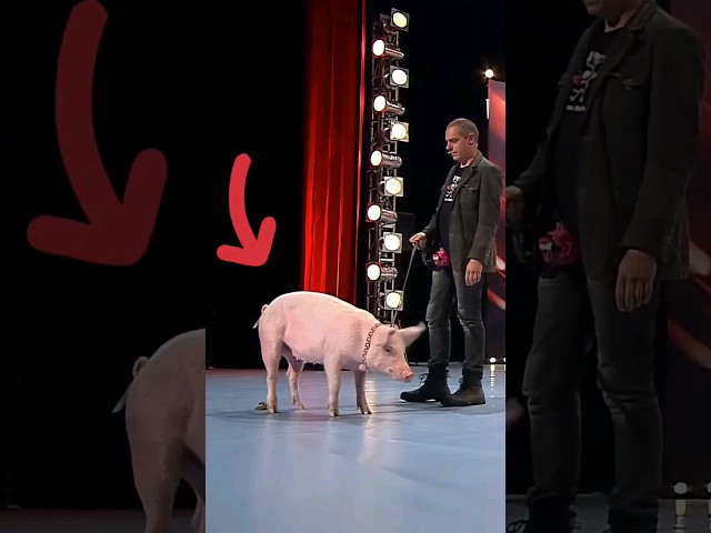 when pigs got... talent?