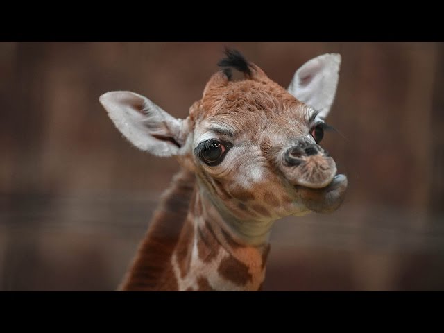 Baby Giraffe Arrives In Time For Christmas: ZooBorns