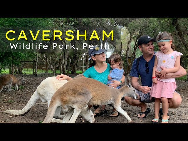 Caversham Wildlife Park, Perth.
