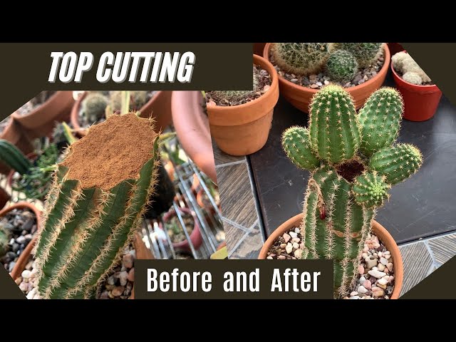 Propagate a Cactus by Top Cutting | #cactus #cactuscare