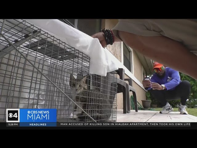 "TrapKing" animal rescuer comes down to South Florida to help with stray cat problem