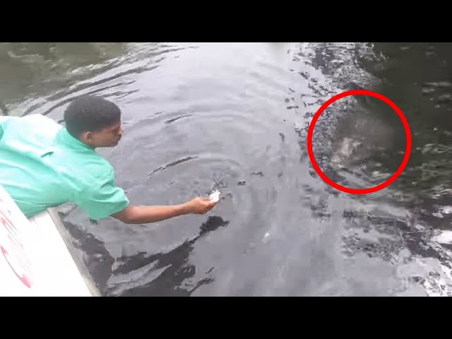 6 Crocodile Encounters You Should Avoid Watching (Part 6)