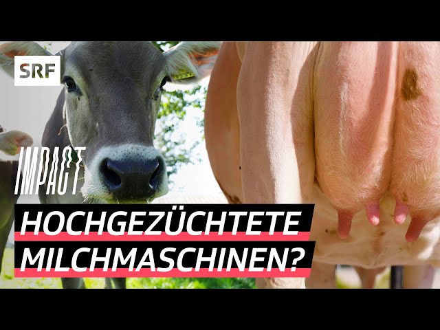 Milch um jeden Preis – So werden Schweizer Kühe für den Konsum optimiert | Impact | SRF