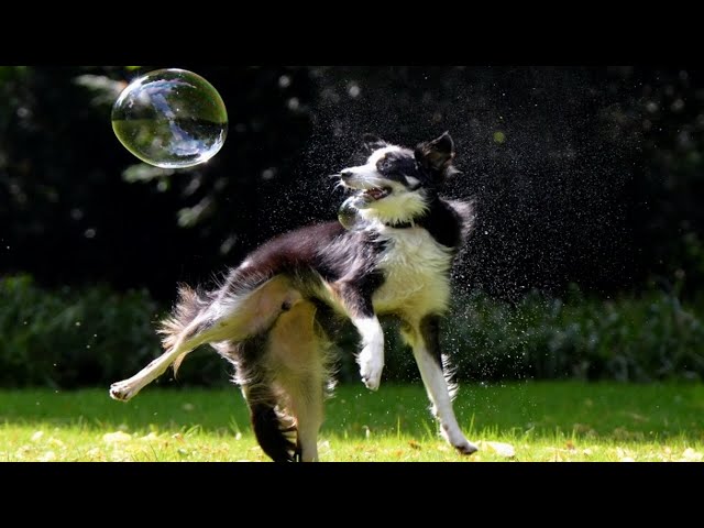 Funny Dogs Playing At Catching Bubbles