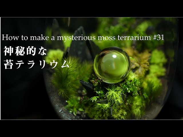 How to make a mysterious moss terrarium #31