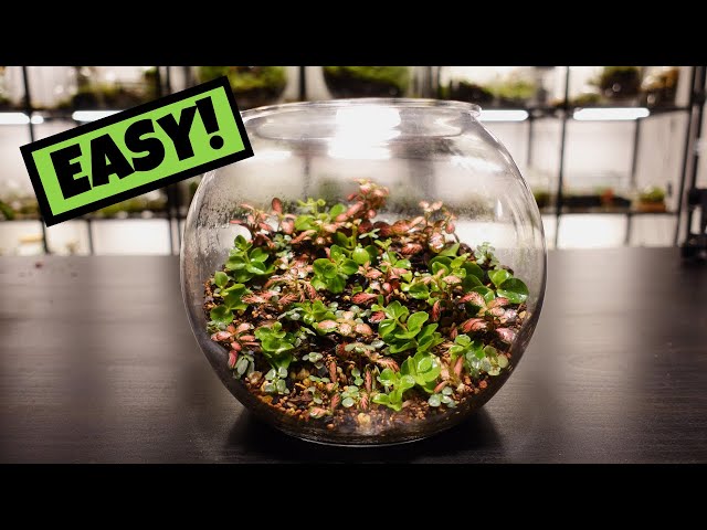 How To Make A Terrarium (The Easiest Way)