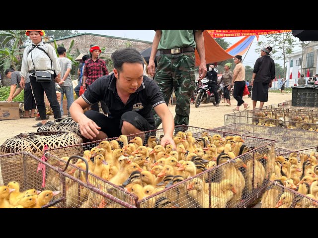 Duong's went to the highland market to buy Duck, Muscovy Ducks, Goose to Raise
