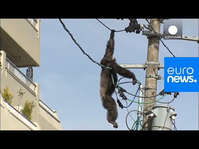 Chimp escape: Primate swings from live power lines, falls from electricity pole