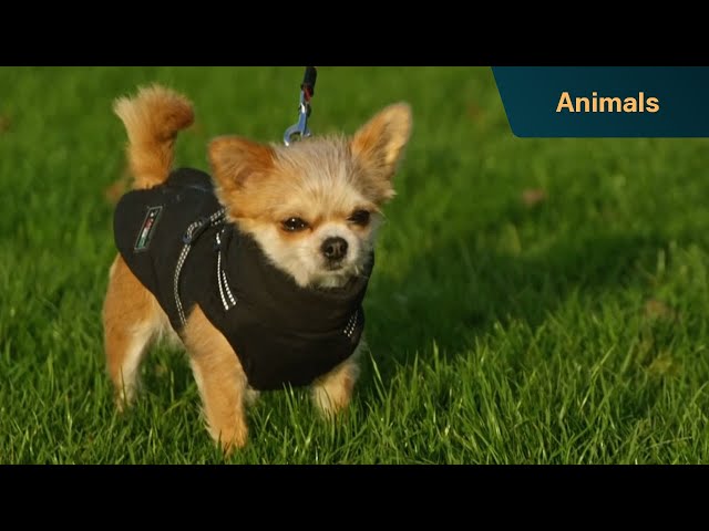 These feuding Chihuahuas are always at odds | Dogs Behaving (Very) Badly