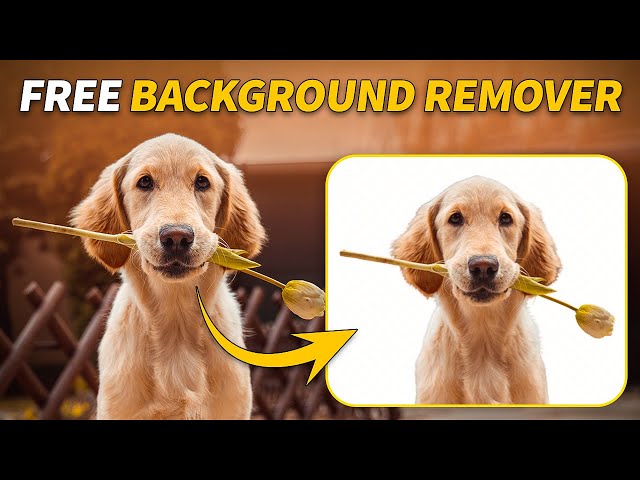 Top 11 Free Background Remover Websites in 2024