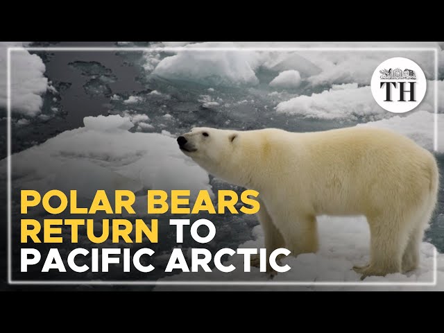 Polar bears return to Pacific Arctic for the first time in 20 years
