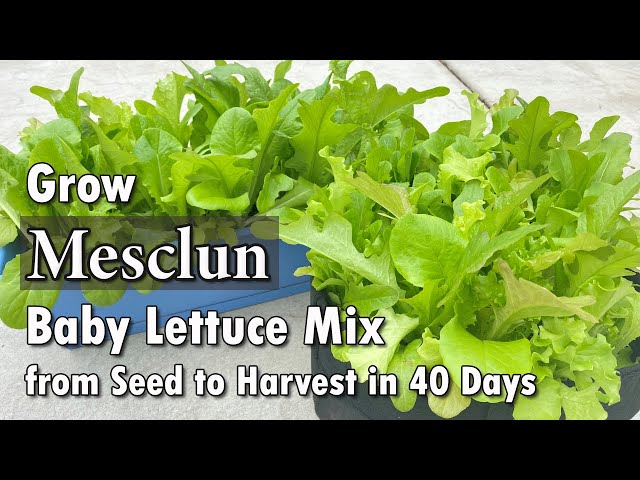 How to Grow Mesclun in Containers from Seed - Easy Planting Guide