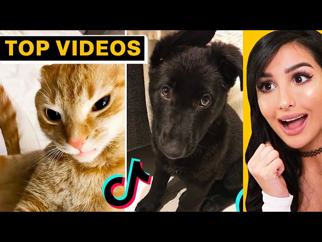 Cute Animals on Tik Tok That Will Make You Laugh | SSSniperWolf